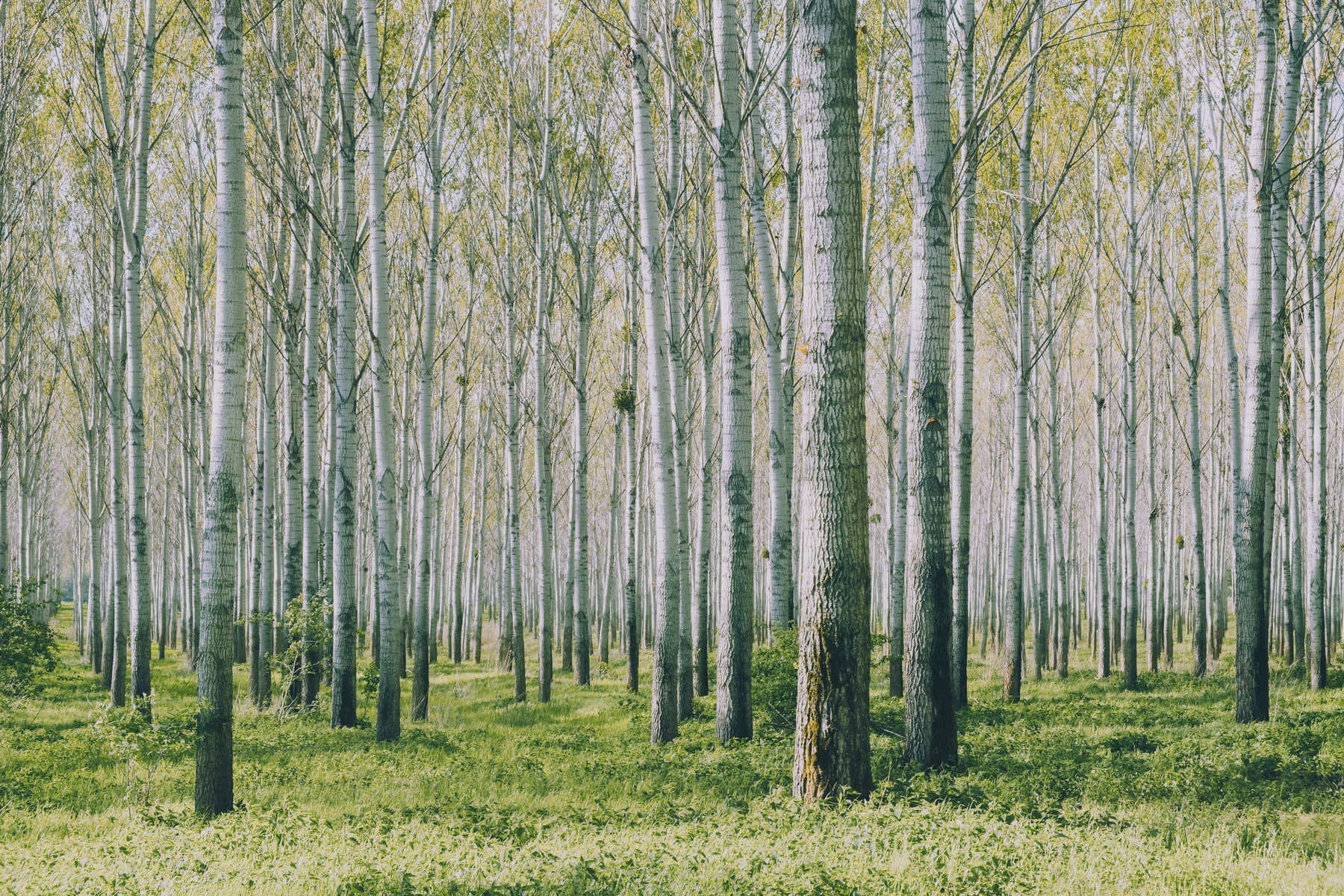1800x1200px_Slider1_Birkenwald